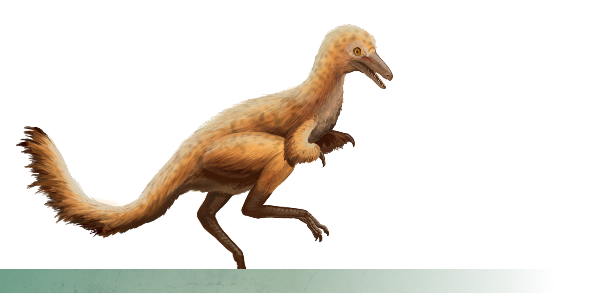 shuvuuia illustration